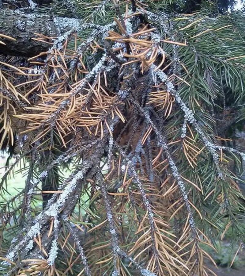 Обработка хвойных деревьев. дер. Марусино
